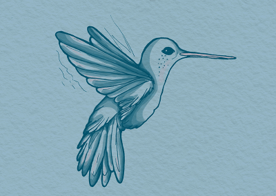 Chiara Sinchetto – illustrazioni