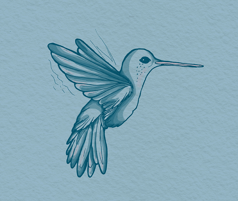 Chiara Sinchetto – illustrazioni